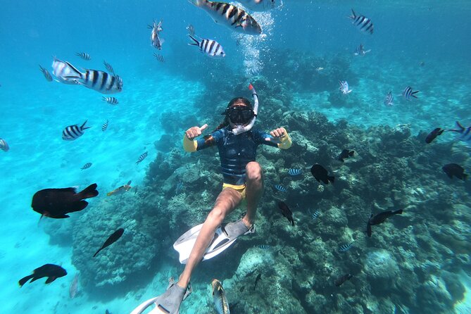 Half-Day Snorkeling Tour From Papeete - End Point and Cancellation Policy