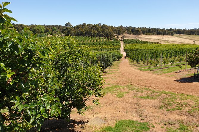 Half-Day Swan Valley Walk & Fruit Orchard - Questions and Help