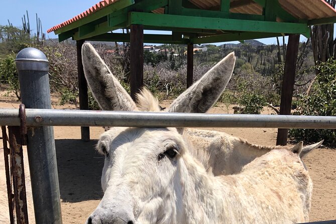 Half-Day Tour of Aruba  - Oranjestad - Tour Guide Expertise
