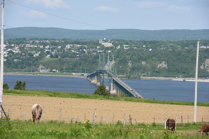 Half-Day Trip to Montmorency Falls and Ste-Anne-De-Beaupré From Quebec City - Feedback and Positive Experiences