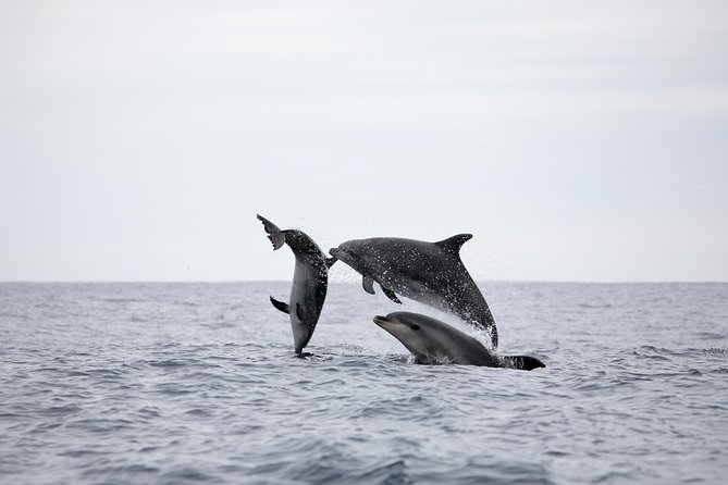 Half-Day Whale and Dolphin Watching Tour in Ponta Delgada - Tour Highlights