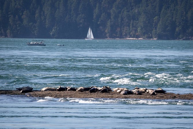 Half-Day Whale Watching Adventure From Vancouver - Positive Experiences and Wildlife Sightings
