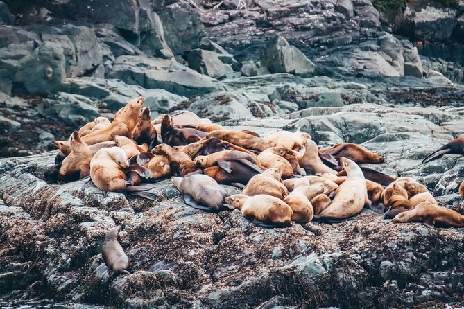 Half-Day Whale Watching Adventure From Victoria - Meeting and Pickup Details