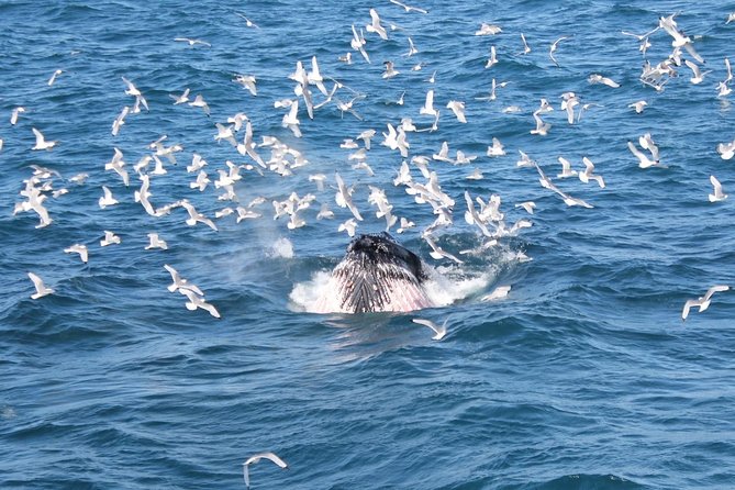 Half-Day Whale Watching and Northern Lights Combo Tour - Cancellation Policy