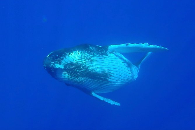 Half-Day Whale Watching and Swimming Tour, Moorea - Pickup Details