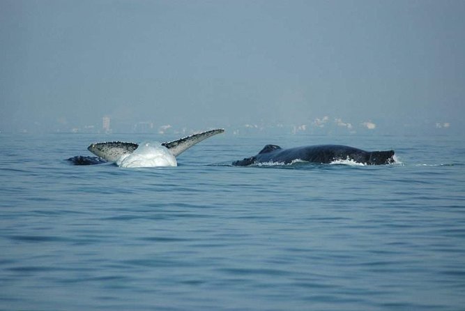 Half Day Whale Watching in Puerto Vallarta - Important Details and Opening Hours