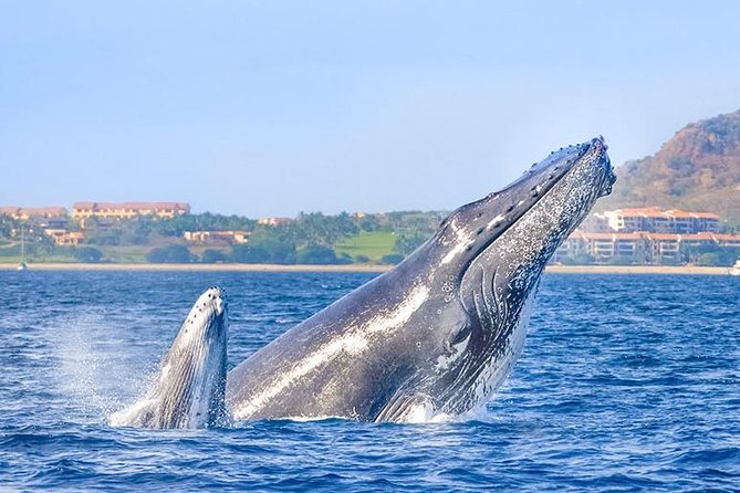 Hear the Whales! World Class Whale Watching! - Cancellation Policy and Refund Options