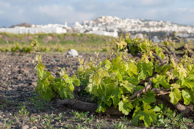 Heraklion Wine Roads - Wine Tours and Guided Visits