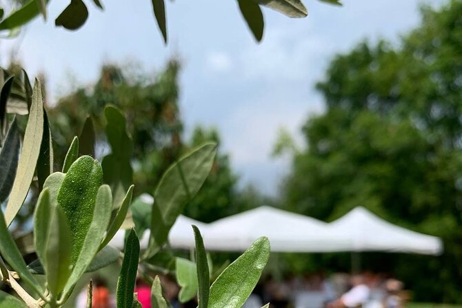 High Quality Focused Private Prosecco Tour. Lunch Included. - Scenic Vineyard Visits