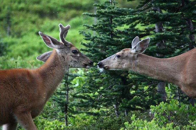 Hike Mt. Rainier & Taste Yakima Valley Wine: All-Inclusive Day Tour From Seattle - Pickup Arrangements