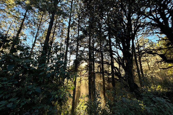 Hike Through the Forest of the Sierra Norte De Oaxaca - Cancellation Policy