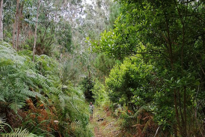 Hiking and Trekking Tours in Madeira - Meeting and Pickup Details