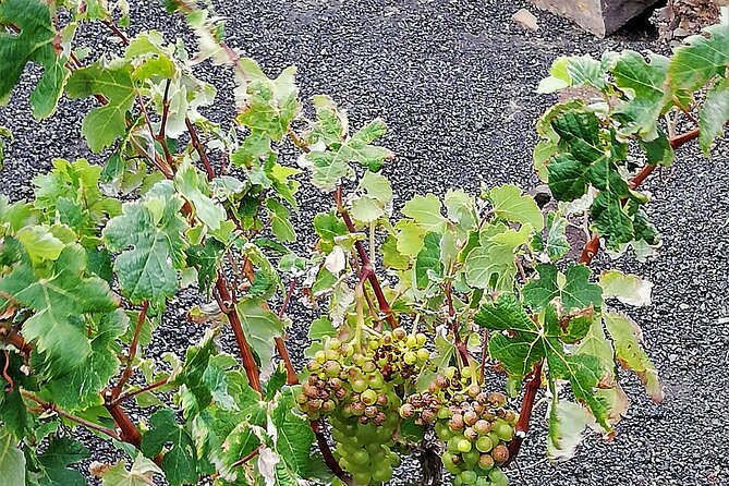 Hiking and Wine Tasting - Best Hiking Trails for Wine Lovers