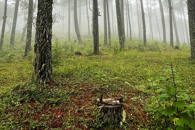Hiking in the Enchanted Forest of Ixtepeji With Rescue Dogs - Insider Tips: What to Bring and Wear