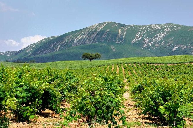 Hiking Tour to the Highest Point of Arrábida Mountain - Pickup Details