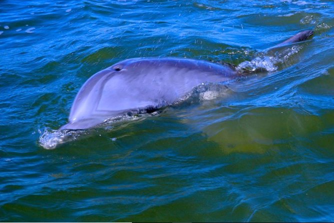 Hilton Head Morning Dolphins & Donuts Cruise - Questions and Inquiries