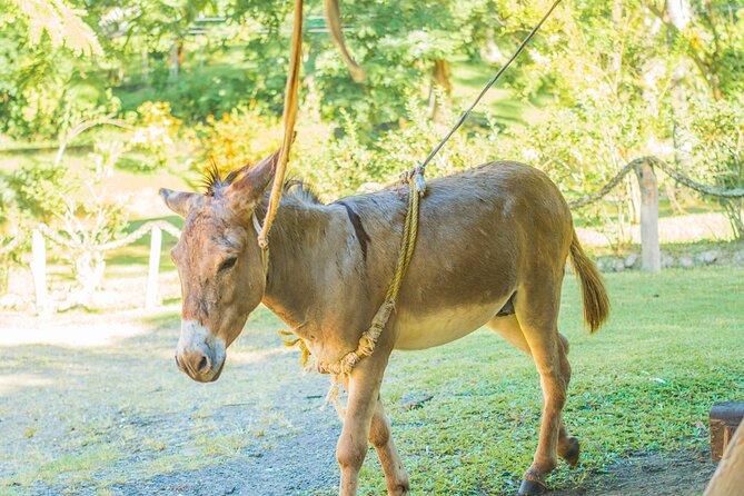 Historical 18th Century Estate Tour With Coconut Tasting - What to Expect During the Tour
