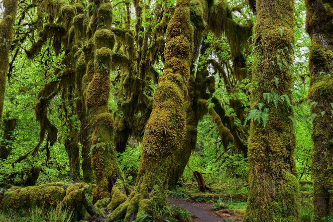Hoh Rain Forest and Rialto Beach Guided Tour in Olympic National Park - Tour Guide Expertise