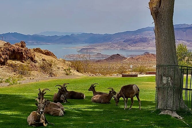 Hoover Dam: Historic Railroad Trail Guided E-Bike Tour  - Las Vegas - Cancellation Policy
