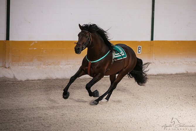 Horse and Flamenco Show in Malaga With Dinner - Exquisite Dinner Options