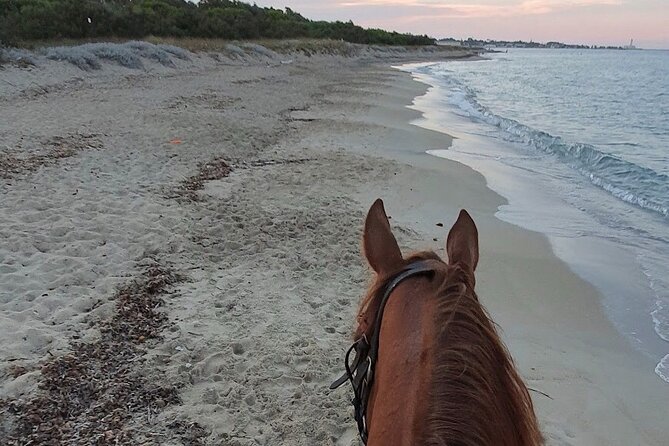 Horse Ride in a Salento Nature Reserve With Transfer From Lecce - Pricing and Contact Information