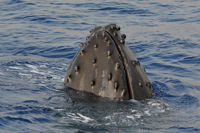 Humpback Whale Sanctuary Guided Boat Tour From Kawaihae Harbor  - Big Island of Hawaii - Cancellation Policy