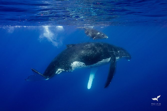 Humpback Whale Watching and Marine Life in Moorea - Reviews