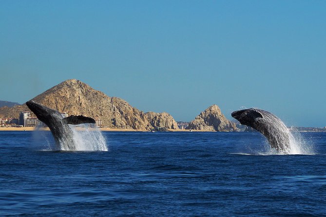 Humpback Whale Watching in Cabo San Lucas - Tour Highlights and Positive Reviews