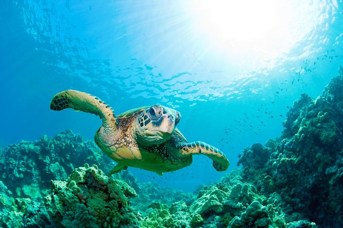 Hunstanton SEA LIFE Sanctuary General Admission Ticket - Reviews