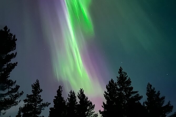 Hunt for Auroras by Reindeer Sled in Kiruna - Sledding Under the Starry Sky