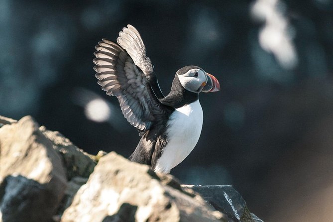 Husavik Traditional Oak Ship Whale- and Puffin-Watching Cruise  - Akureyri - Reviews and Ratings