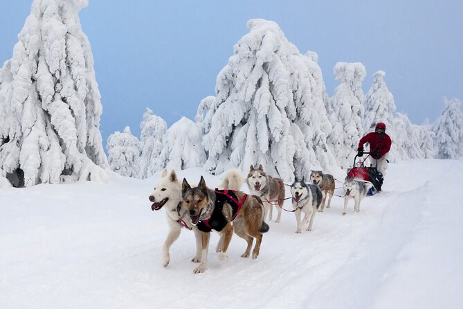Husky Sledding Tour - The Sum Up