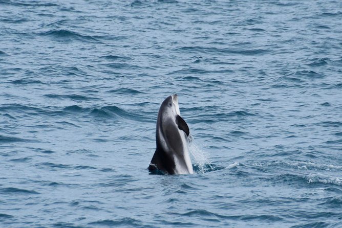 Iceland Super Saver: Northern Lights Cruise Plus Whale-Watching Tour From Reykjavik - Mixed Reviews for the Whale Watching Tour