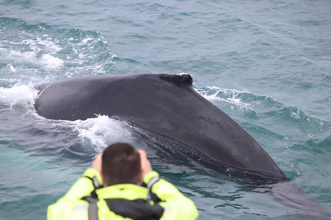 Iceland Super Saver: Puffin Cruise Plus Whale-Watching Tour From Reykjavik - What to Expect on the Whale-Watching Tour