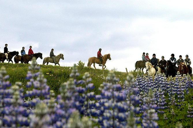 Icelandic Horseback Riding Including Pick up From Reykjavik - The Sum Up