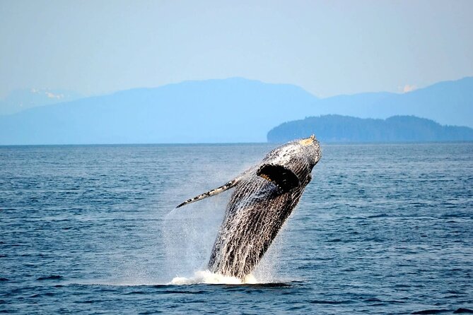 Icy Strait Whale & Wildlife Endeavor - Meeting and Pickup Details