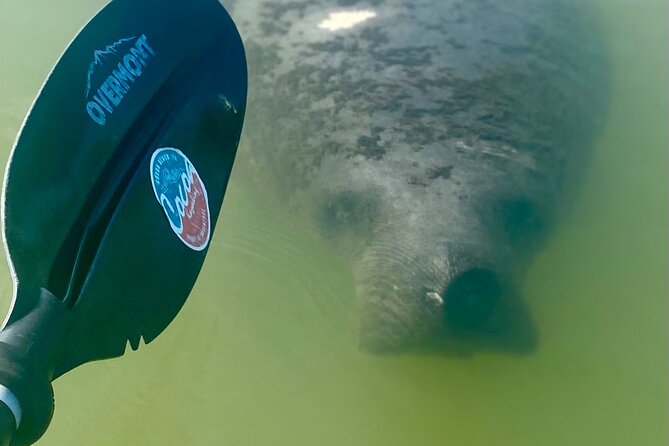 Indian River Clear Bottom Kayak or Paddleboarding Manatee and Dolphin Tour - Traveler Reviews and Ratings