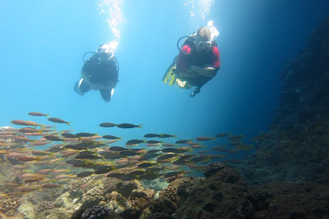 Intro to Scuba Diving in Kaanapali - Meeting Point and Logistics