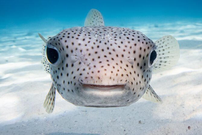 Introductory Dive in Bora Bora (afternoon) - Positive Experiences and Safety