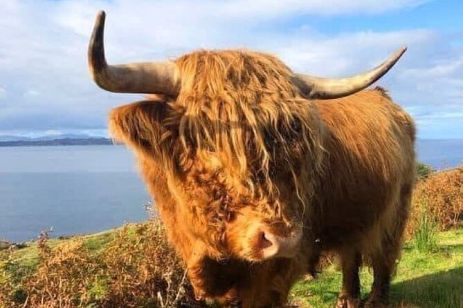 Invergordon Cruise Ship Tour Dunrobin Castle, Dornoch, Distillery - Photography Opportunities