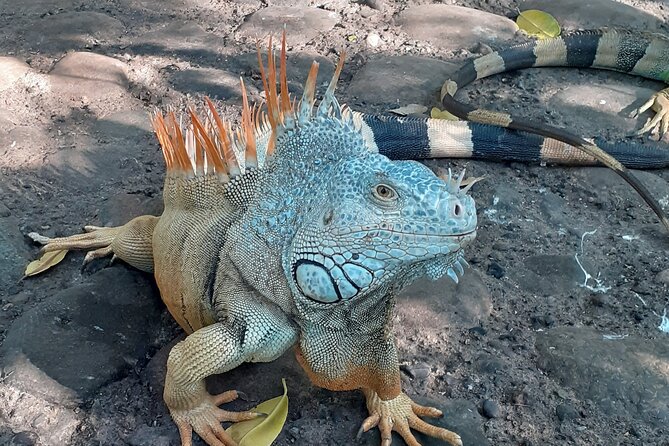 Ixtapa Island Tour - Tour Guide