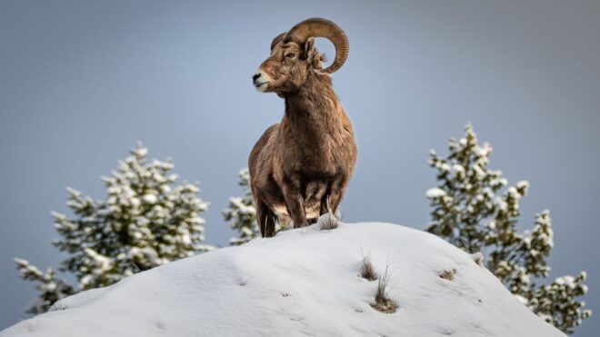 Jackson: Grand Teton, Bighorn Sheep, and Petroglyphs Tour - Cultural and Historical Experience