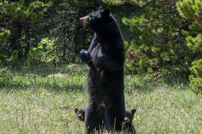 Jasper Evening Wildlife Tour - Tips for Wildlife Spotting and Feedback