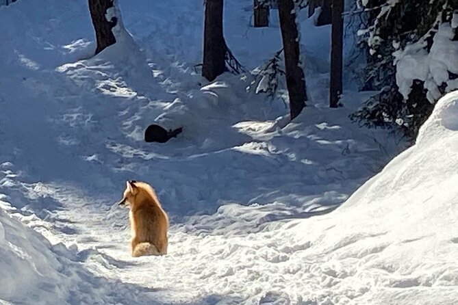 Johnston Canyon Private Guided Icewalk - Duration and Admission Details