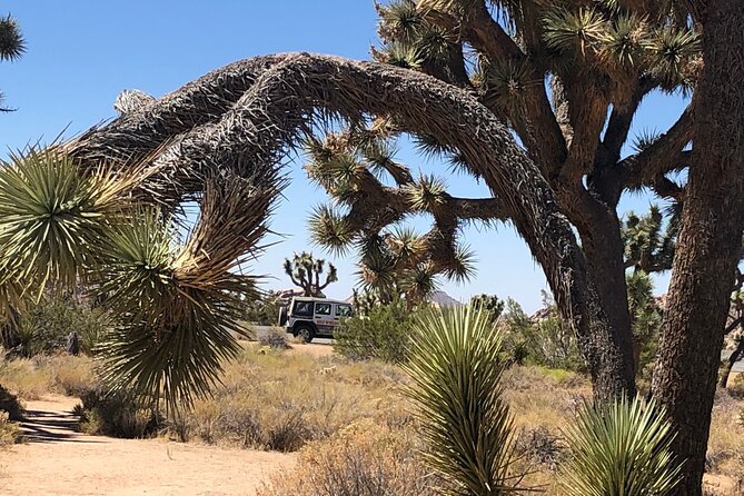 Joshua Tree National Park Driving Tour - Booking and Communication Process