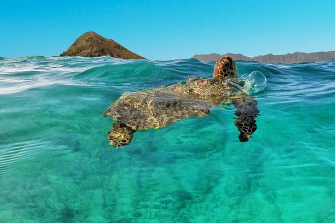 Kailua 2-Hour Guided Kayaking Excursion, Oahu - Traveler Photos and Reviews