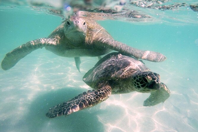 Kaneohe Sandbar Snorkeling Tour / 1st Tour - Favorite Place