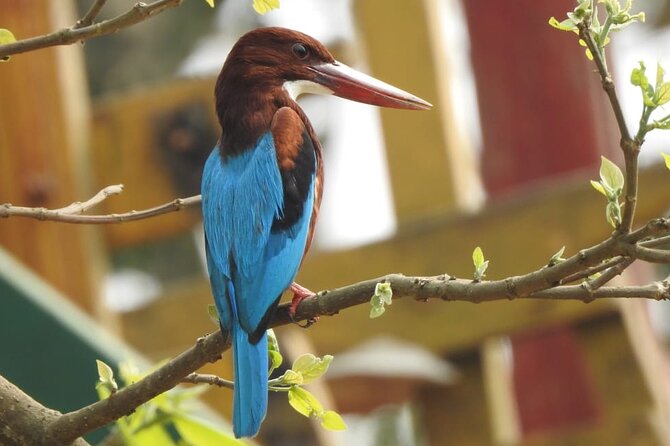 Kathmandu Cultural Tour and Wildlife in Bardia - Pricing and Additional Services