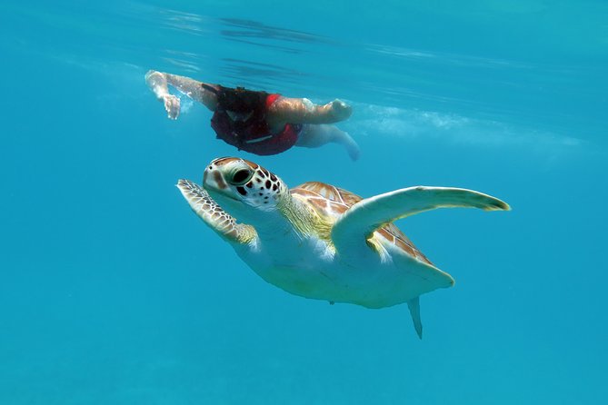 Kayak and Sea Turtle Snorkel With Beach Break - The Sum Up