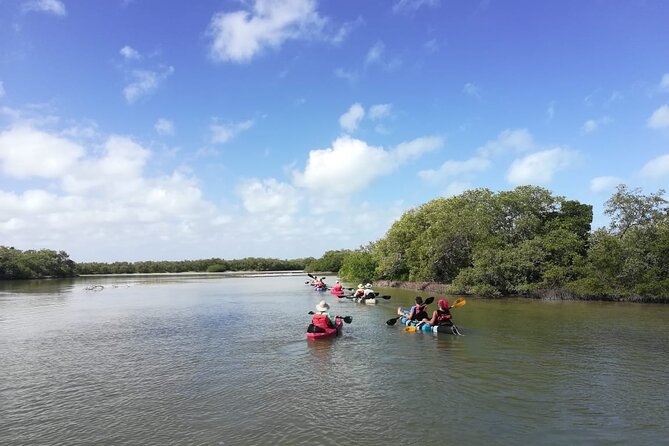 Kayak Experience in the Mangroves of Holbox - Exploring the Mangroves